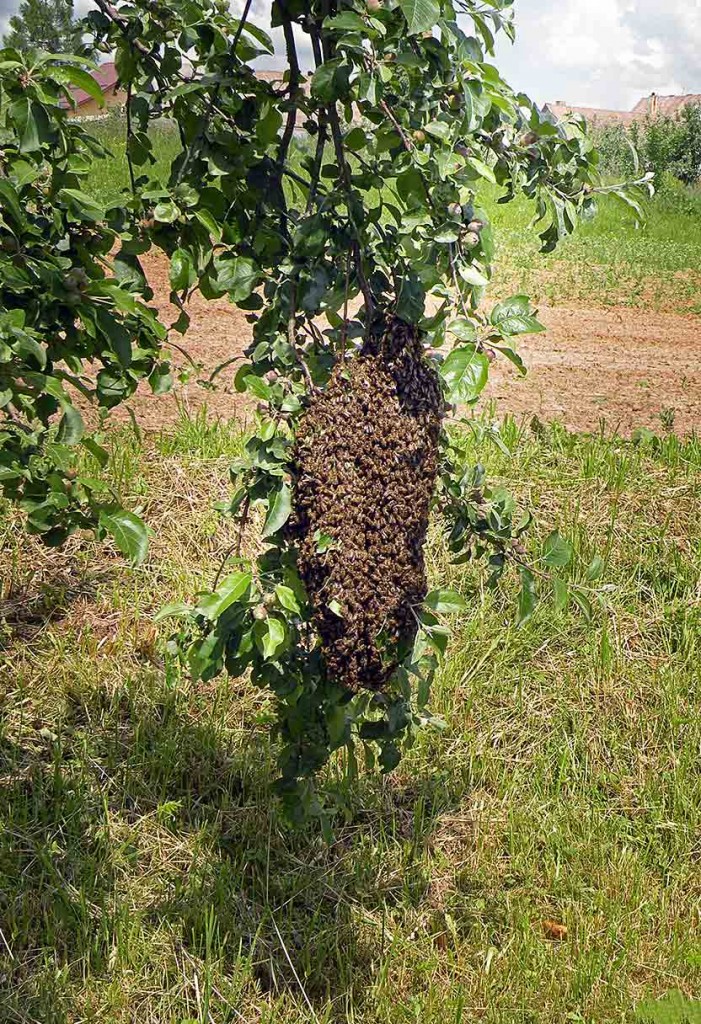 bičių spiečius