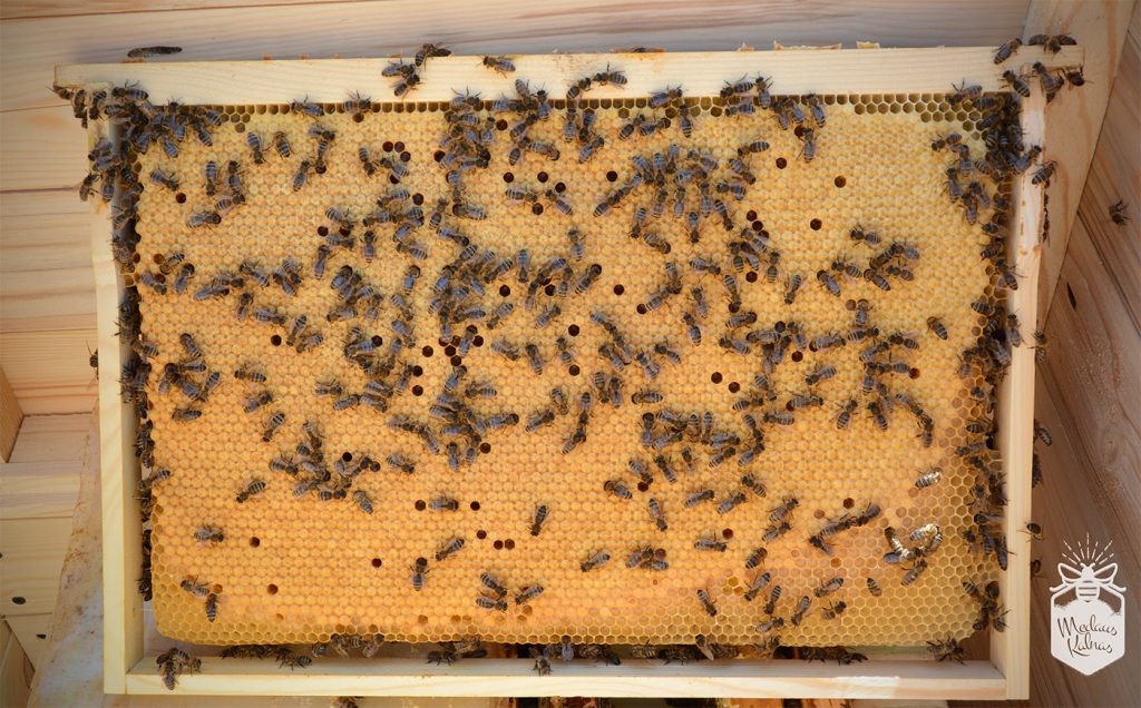 bičių darbininkių perai Medaus kalnas