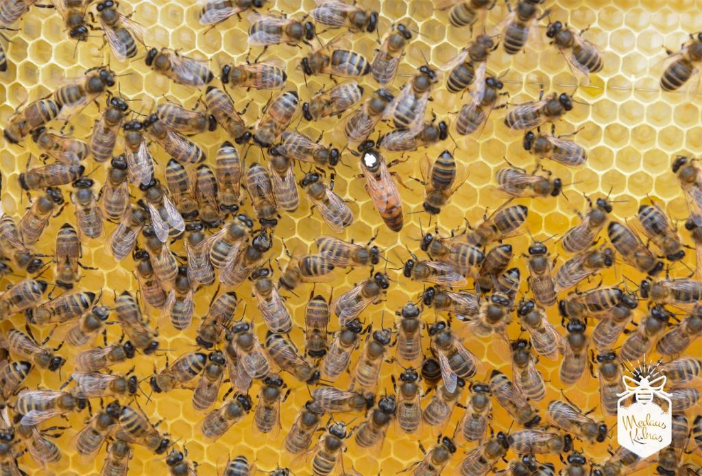 bičių-motinėlė-Medaus-klnas